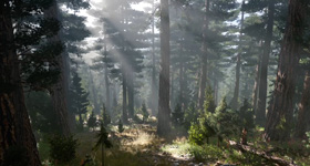 Forest environment lighting